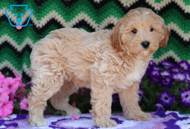 Light apricot Mini Goldendoodle puppy with a wavy, fluffy coat standing alert on a purple-patterned blanket, surrounded by bright pink and purple flowers and a green zigzag backdrop. image