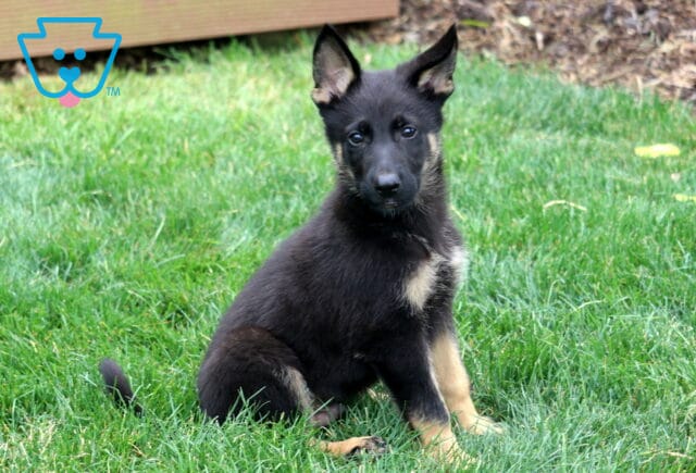 Young German Shepherd puppy with upright ears and a sleek black-and-tan coat sitting attentively on lush green grass, looking calmly at the camera. image