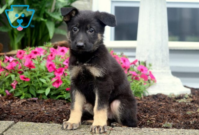 German Shepherd puppy with a black and tan coat sitting on a stone edge in front of a bed of vibrant pink flowers, looking straight at the camera with a curious expression. image