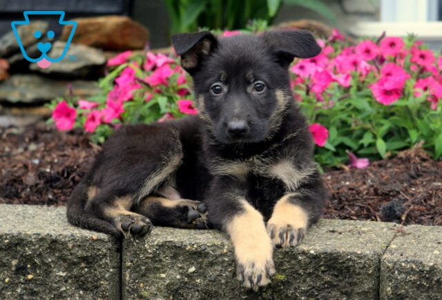 German Shepherd puppy with a black and tan coat lying on a stone ledge in front of bright pink flowers, looking directly at the camera with curious eyes. image
