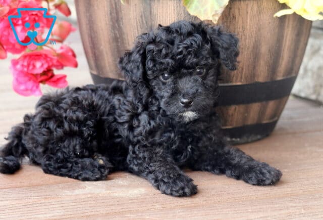 Mini Bernedoodle puppy with tight black curls and a small white patch on its chin lying on a wooden deck in front of a large wooden planter filled with pink and yellow flowers. image