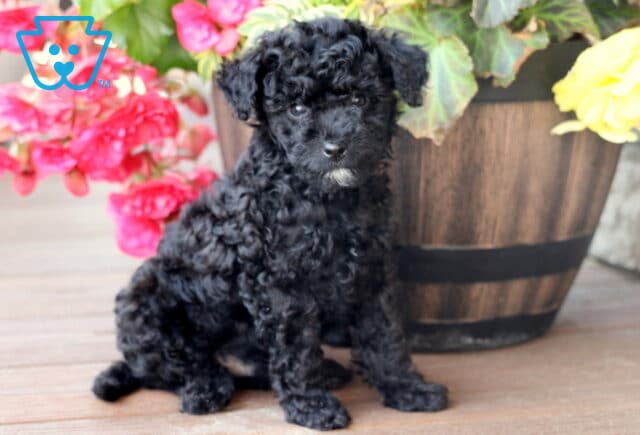 Fluffy Mini Bernedoodle puppy with shiny black curls and a tiny white patch under its chin sitting on a wooden deck in front of a flower-filled wooden planter. image