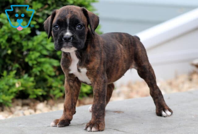 Pearly Boxer image