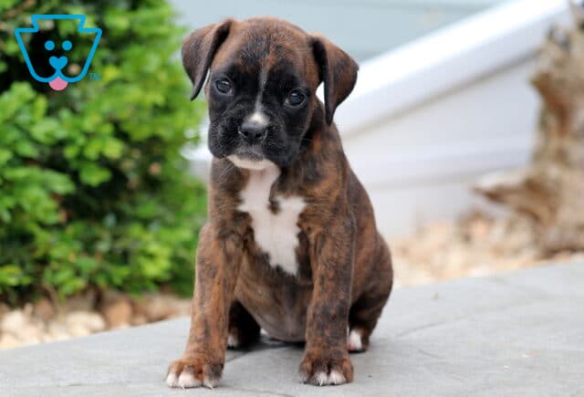 Pearly Boxer2 image