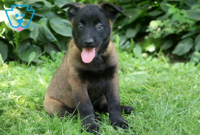 Penelope Belgian2 image
