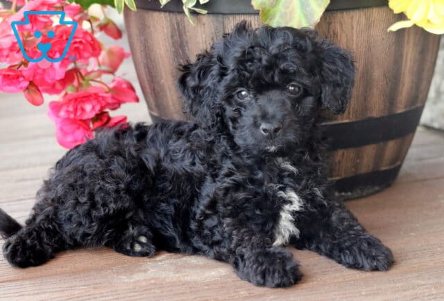 Mini Bernedoodle puppy with black curly fur and a white patch on its chest lying on a wooden deck beside a rustic planter filled with vibrant pink and yellow flowers. image