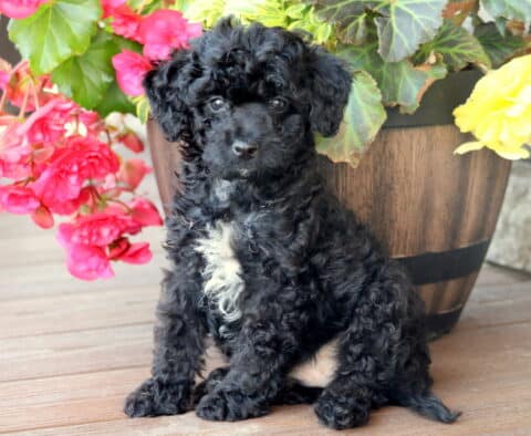 Mini Bernedoodle puppy with curly black fur and a prominent white chest patch sitting on a wooden deck, surrounded by bright pink and yellow flowers in a wooden planter.