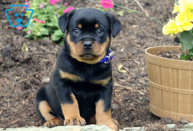 Mini Rottweiler puppy with a blue collar sitting on a rock in a garden, surrounded by fresh mulch, colorful flowers, and a wooden planter with yellow blooms. image