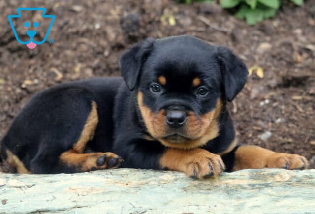 Mini Rottweiler puppy laying down on a rock in a garden, looking directly at the camera with a calm expression; a wooden planter and mulch background complete the scene. image