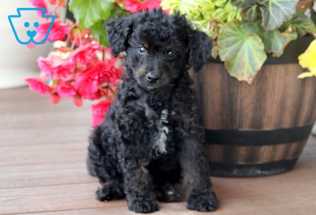 Mini Bernedoodle puppy with curly black fur, tan eyebrows, and a white patch on its chest sitting on a wooden deck next to a flower-filled wooden planter. image