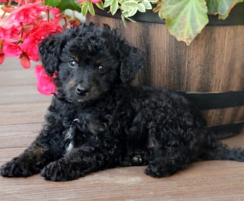 Mini Bernedoodle puppy with curly black fur, tan accents, and a white patch on its chest lying comfortably on a wooden deck next to a large planter overflowing with vibrant flowers.
