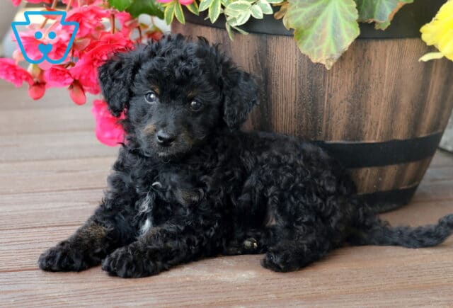 Mini Bernedoodle puppy with curly black fur, tan accents, and a white patch on its chest lying comfortably on a wooden deck next to a large planter overflowing with vibrant flowers. image