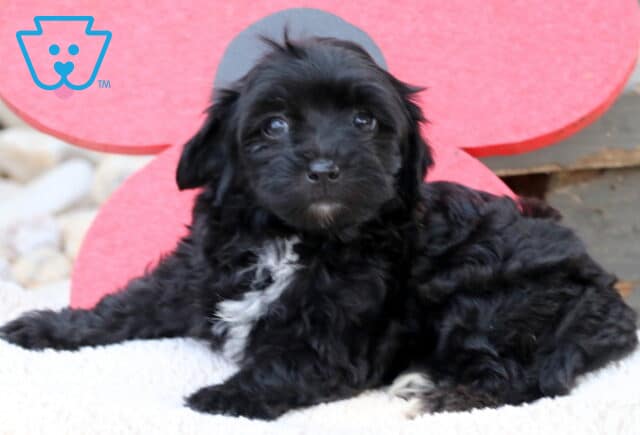 Curly black Havapoo puppy with white chest markings lying on a soft white blanket in front of a large red flower decoration and wooden steps. image