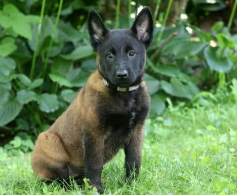Pinky Belgian