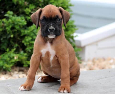 Pinky Boxer