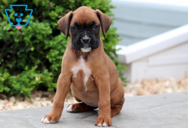 Pinky Boxer image
