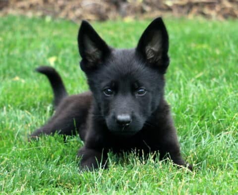 Adorable black German Shepherd puppy lying in the grass, ears perked up and eyes focused curiously ahead.