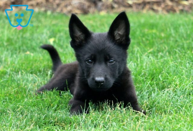 Adorable black German Shepherd puppy lying in the grass, ears perked up and eyes focused curiously ahead. image
