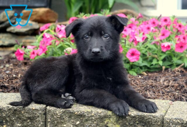 Fluffy black German Shepherd puppy laying on a stone ledge in front of bright pink flowers, gazing sweetly at the camera. image