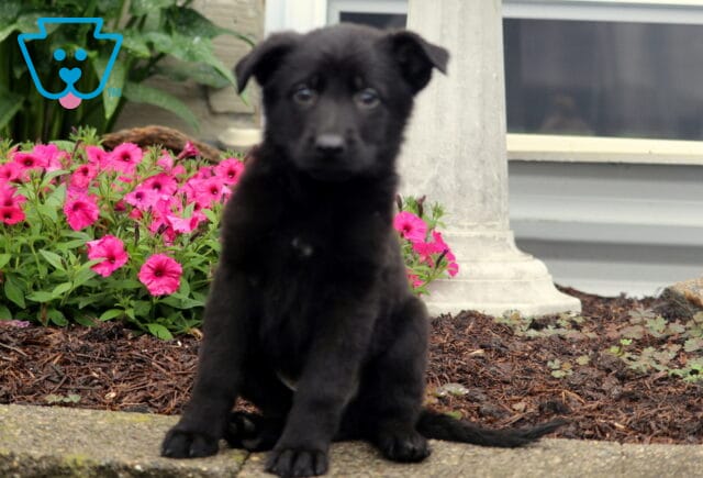 Adorable black German Shepherd puppy sitting upright on a stone ledge with bright pink flowers and a white column in the background. image