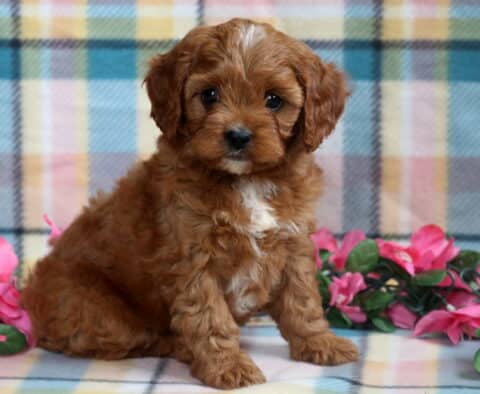 Adorable Cavapoo puppy with a curly reddish-brown coat and a small white patch on its chest sitting on a plaid blanket, surrounded by pink artificial flowers and green leaves.