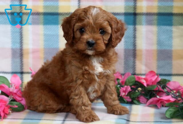 Adorable Cavapoo puppy with a curly reddish-brown coat and a small white patch on its chest sitting on a plaid blanket, surrounded by pink artificial flowers and green leaves. image