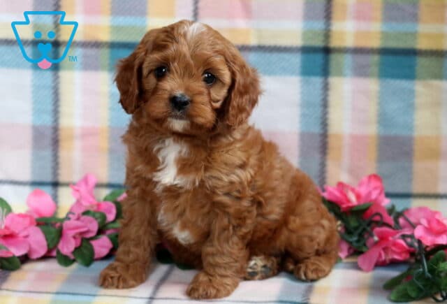 Adorable Cavapoo puppy with a curly reddish-brown coat and white markings on the chest, sitting on a pastel plaid blanket surrounded by pink flowers. image