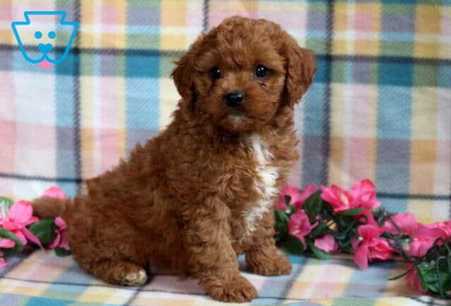 Sweet Cavapoo puppy with a curly reddish coat and a white patch on the chest, sitting on a pastel plaid blanket with pink flowers in the background. image