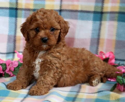 Playful Cavapoo puppy with a curly reddish-brown coat and white chest marking, lounging on a pastel plaid blanket with pink flowers on either side.