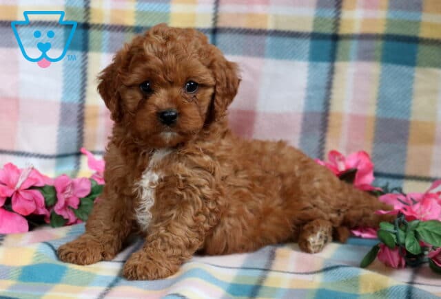 Playful Cavapoo puppy with a curly reddish-brown coat and white chest marking, lounging on a pastel plaid blanket with pink flowers on either side. image