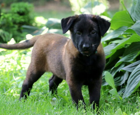 Polly Belgian2