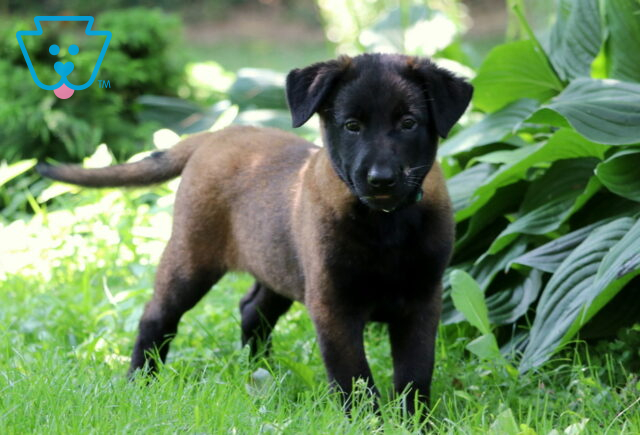 Polly Belgian2 image
