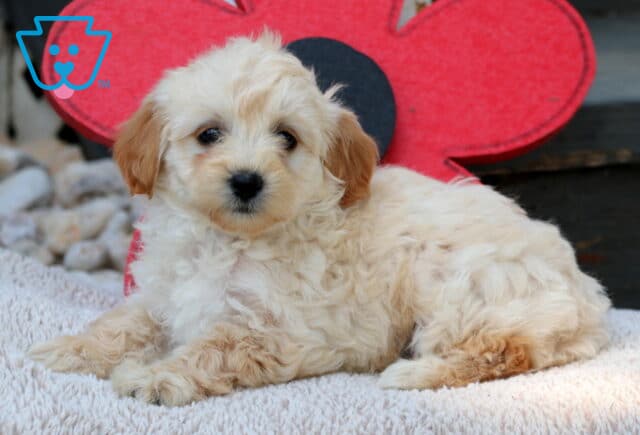Cream-colored Havapoo puppy with tan ears lounging on a fluffy blanket, with a bright red flower decoration and wooden steps in the background. image