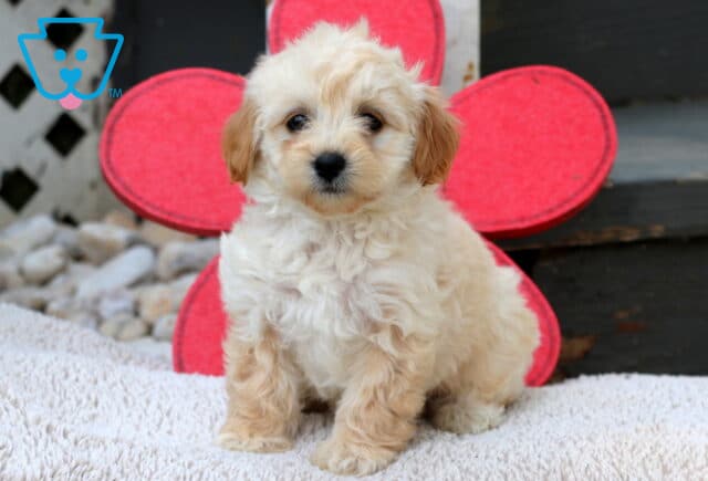 Fluffy cream Havapoo puppy with tan ears sitting on a soft blanket, posing in front of a large red flower decoration and wooden steps. image