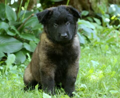 Pooch Belgian