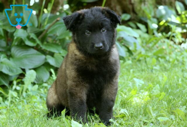 Pooch Belgian image