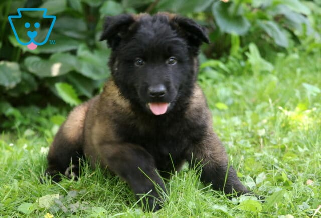 Pooch Belgian2 image