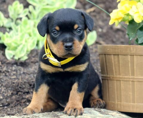 Adorable Mini Rottweiler puppy with a yellow collar sitting on a stone ledge in a garden, next to a wooden flower pot filled with yellow blooms.