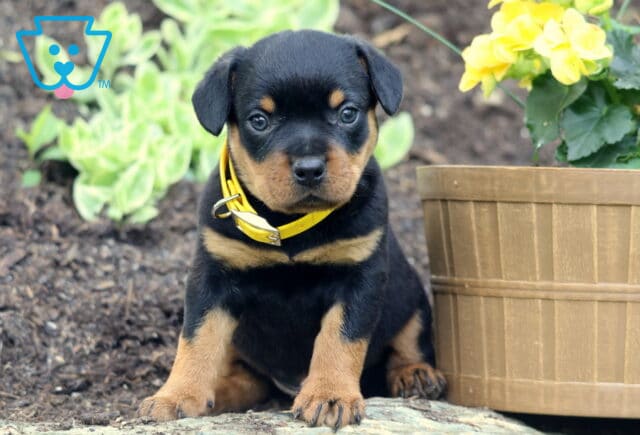 Adorable Mini Rottweiler puppy with a yellow collar sitting on a stone ledge in a garden, next to a wooden flower pot filled with yellow blooms. image