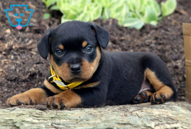 Mini Rottweiler puppy wearing a yellow collar, lying down on a stone surface in a garden bed, looking directly at the camera with curious eyes. image