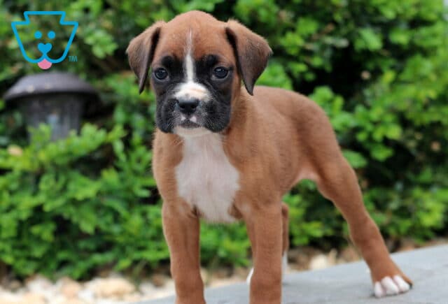 Porky Boxer image