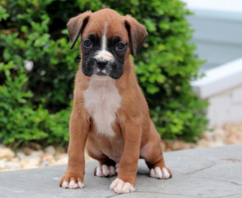 Porky Boxer2