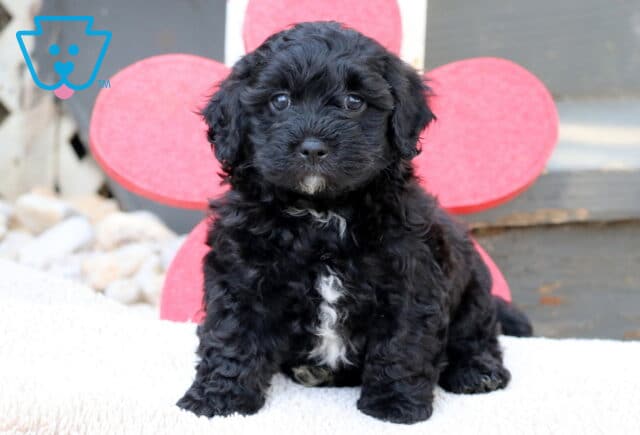 Fluffy black Havapoo puppy with white markings on the chest and chin sitting on a white blanket in front of a bright red flower decoration and wooden steps. image