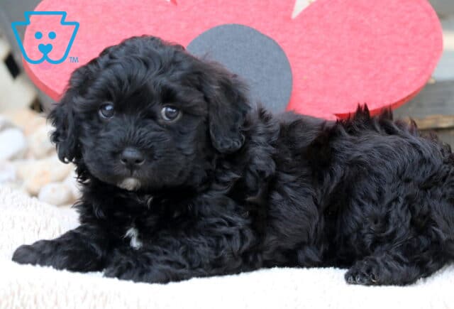Black Havapoo puppy with a wavy coat and small white markings resting on a white blanket in front of a large red flower decoration and wooden steps. image