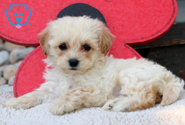 Sweet cream Havapoo puppy with light tan ears lying on a cozy white blanket, with a bold red flower decoration and dark wooden steps in the background. image