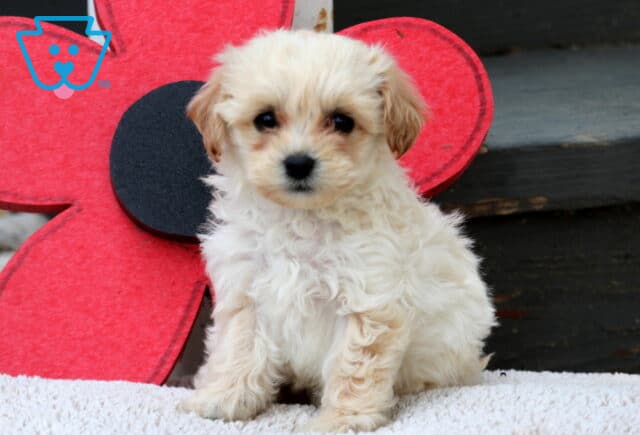 Fluffy cream Havapoo puppy with soft tan markings sitting on a textured white blanket in front of a large red flower prop and dark wooden steps. image