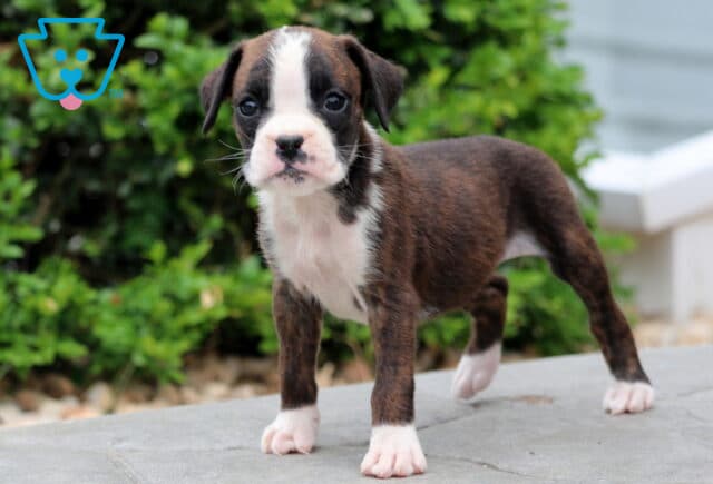 Precious Boxer image