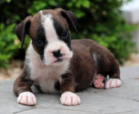 Precious Boxer2