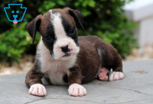 Precious Boxer2 image