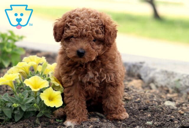 Fluffy red Toy Poodle puppy sitting in a garden beside a cluster of bright yellow flowers, with a soft curly coat and a curious expression. image